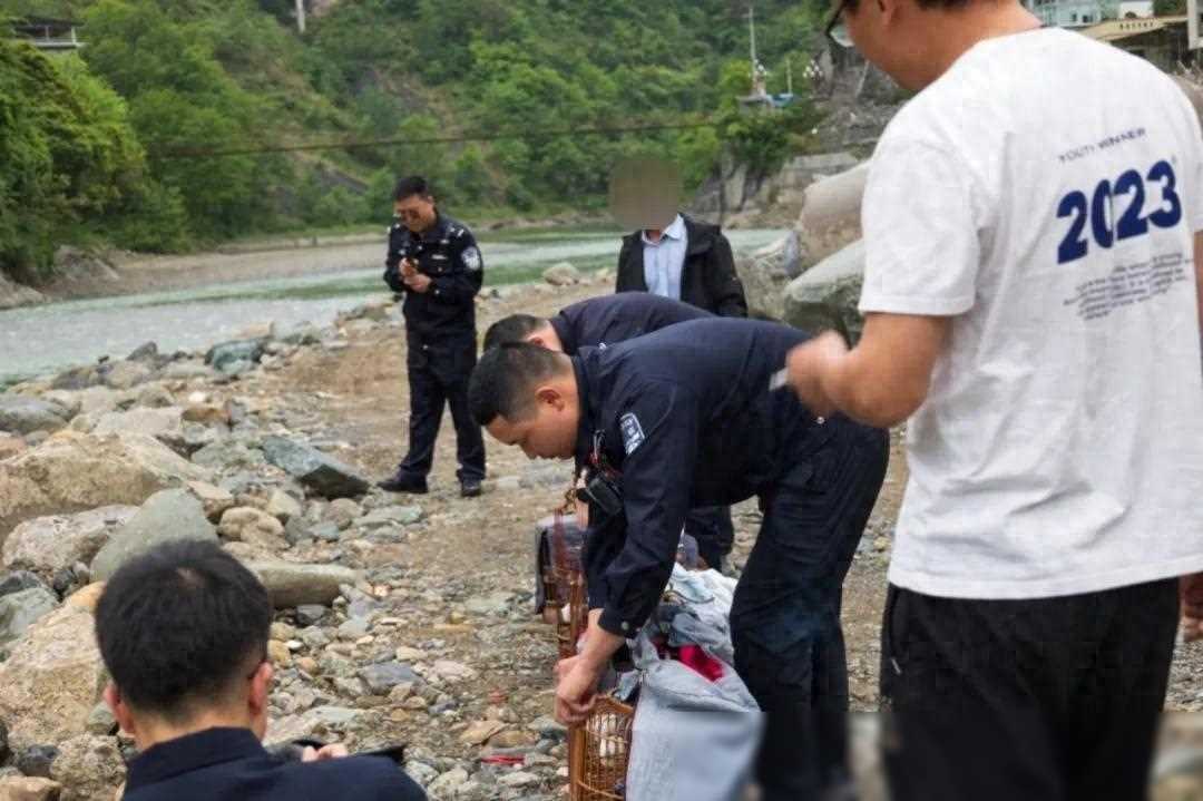 诱捕10只国家二级保护动物画眉鸟！嫌疑人被警方采取强制措施，