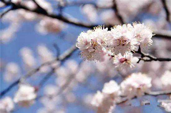 花都开好了！本周五第九届乌素图杏花节开幕 欢欢儿约起来...