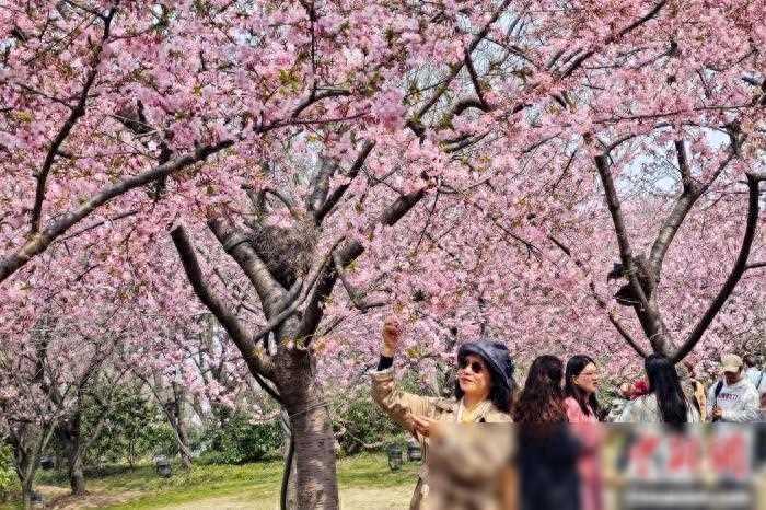 江苏无锡以“樱”为媒拓展对外交流“朋友圈”