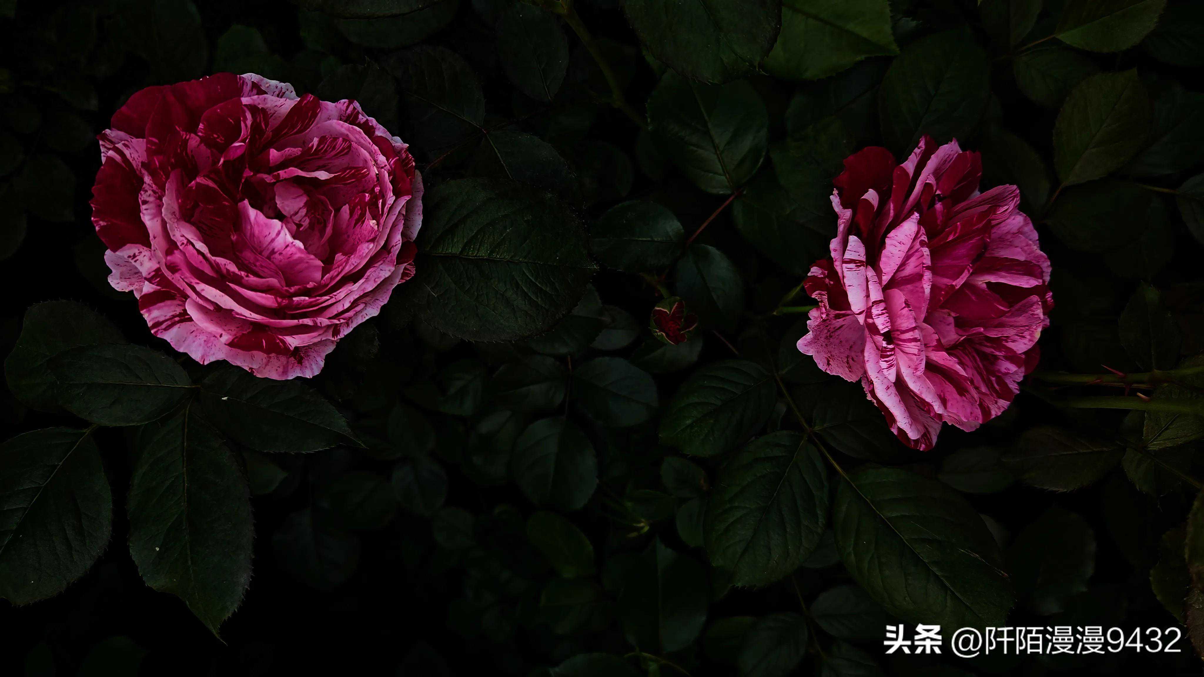 40岁女人出轨男邻居三年,一年后想复婚,完全不一样了