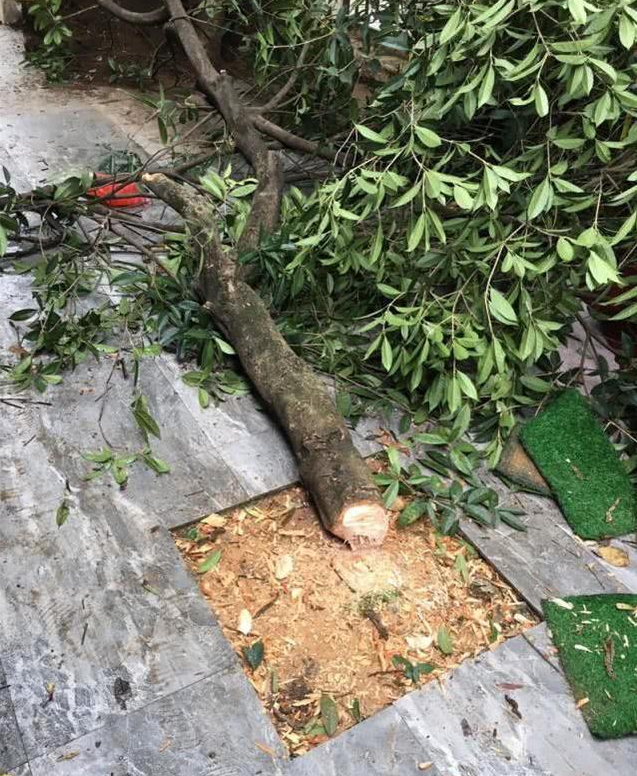 痛心！老夫妻为纪念婚姻60周年种下一棵树，不料却被物业砍了