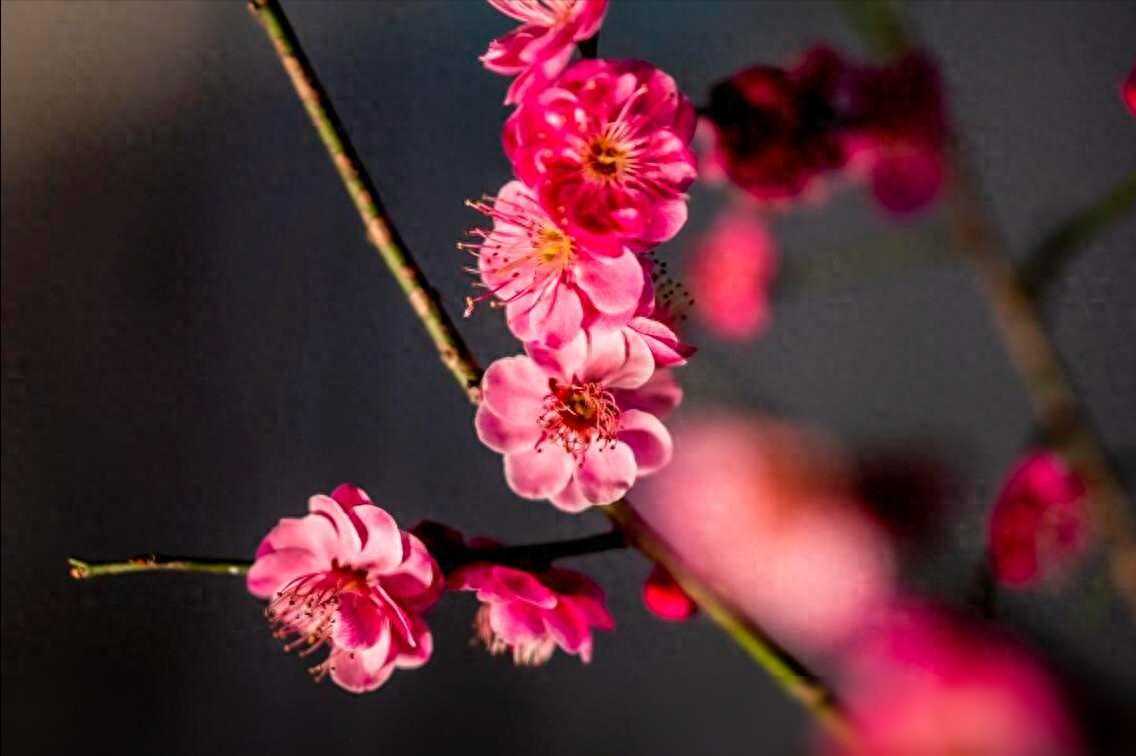 我妈和搭伙对象踏实地生活了五年后领证，我爸想复婚得知后崩溃