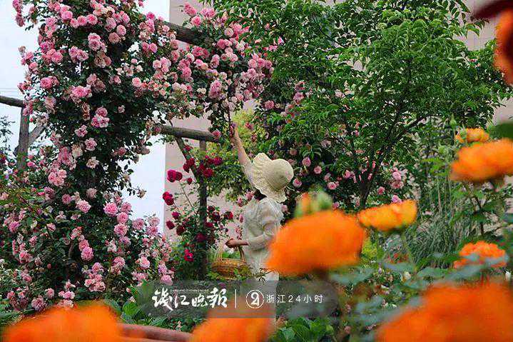 羡慕！他为妻子打造超浪漫秘密花园，500多种植物鲜花！只为结婚时一个许诺！